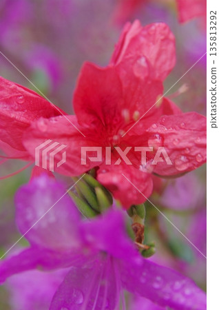 春天,長野縣木曾町的杜鵑花、櫻花和臭菘盛開。 春天,長野縣木曾町的杜鵑花、櫻花和臭菘盛開。 135813292