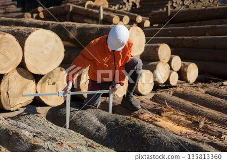People working in primary industries such as forestry. Workers in helmets measure logs with calipers. Image of timber materials for real estate. 135813360