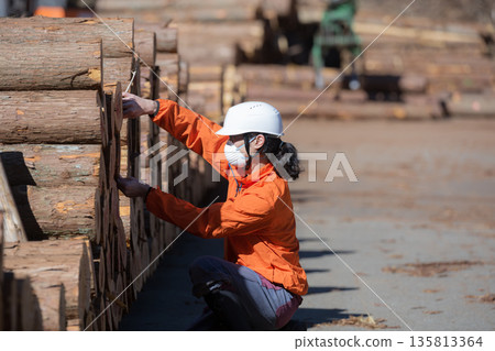 People working in primary industries such as forestry. Workers in helmets measure logs with calipers. Image of timber materials for real estate. People working in primary industries such as forestry. Workers in helmets measure logs with calipers. Image of timber materials for real estate. 135813364