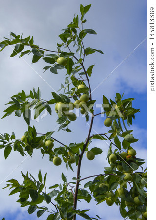 It is a branch of a jujube tree with ripe fruit. 135813389