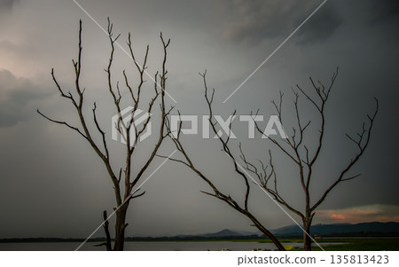 Dead tree with sky background at evening. 135813423