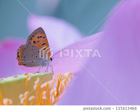 Small copper perched on a flower 135813468