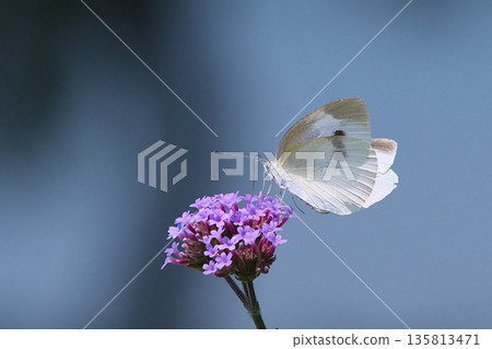 Cabbage butterfly sucking nectar from flowers 135813471