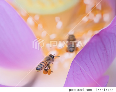 A bee sucking nectar from a lotus 135813472