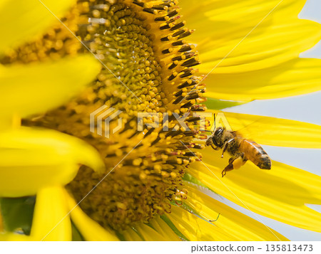 Bees collecting sunflower nectar 135813473