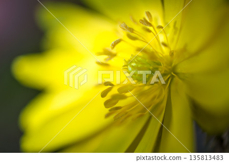 隨著曆法宣告春天的到來,絢麗多彩的阿多尼斯花也競相綻放。 隨著曆法宣告春天的到來,絢麗多彩的阿多尼斯花也競相綻放。 135813483