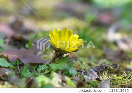 隨著曆法宣告春天的到來,絢麗多彩的阿多尼斯花也競相綻放。 隨著曆法宣告春天的到來,絢麗多彩的阿多尼斯花也競相綻放。 135813485