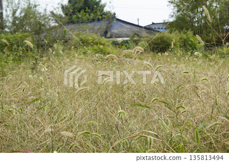 It is a meadow full of Setaria viridis. 135813494