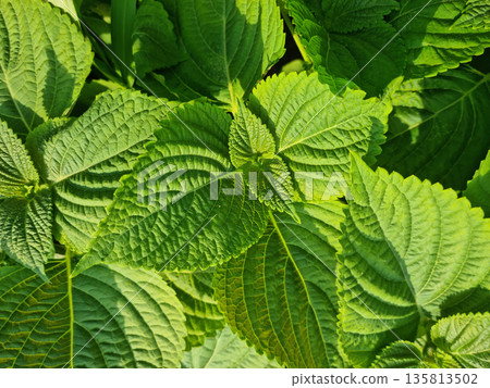 This is a close-up of a perilla leaf.	 135813502