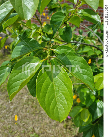 A close-up of persimmon leaves. 135813504