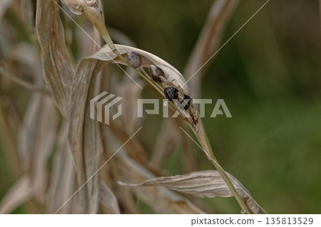 Waterside gramineous plant Juzudama 135813529