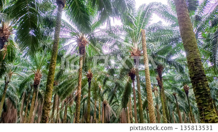 Low Angle View of Mature Oil Palm Trees in Sustainable Plantation 135813531