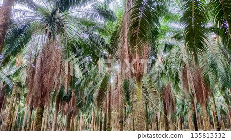Dense Oil Palm Forest Canopy with Hanging Dried Fronds Dense Oil Palm Forest Canopy with Hanging Dried Fronds 135813532