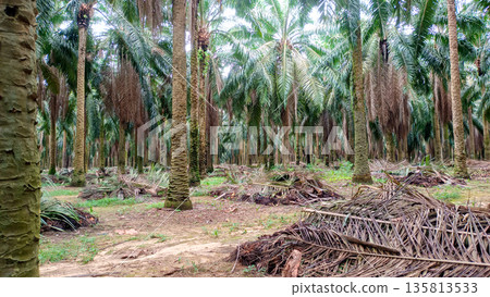 Oil Palm Plantation Ground with Pruned Fronds and Systematic Rows Oil Palm Plantation Ground with Pruned Fronds and Systematic Rows 135813533
