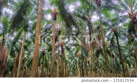 Perspective Look Up into Tall Oil Palm Tree Trunks and Sky Perspective Look Up into Tall Oil Palm Tree Trunks and Sky 135813534