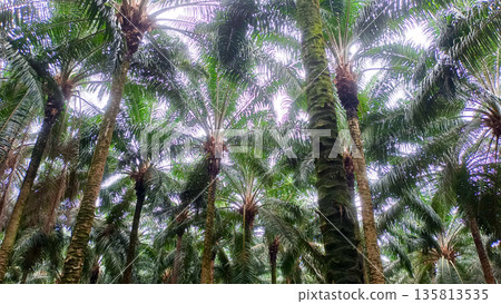 Close Up of Oil Palm Tree Trunk Texture in Managed Forest Close Up of Oil Palm Tree Trunk Texture in Managed Forest 135813535