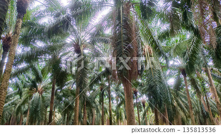 Lush Tropical Oil Palm Plantation under Bright Daylight Lush Tropical Oil Palm Plantation under Bright Daylight 135813536