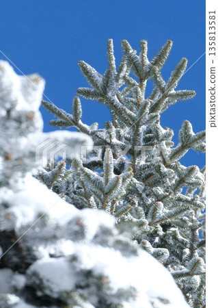 從下方看到的冬日藍天和白雪皚皚的樹木。 135813581