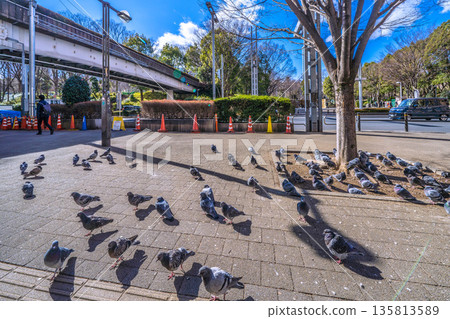 Tokyo cityscape in Japan: Tochomae Station... A flock of pigeons sunbathing... not fleeing even when people pass by... = January 25, 2026 135813589