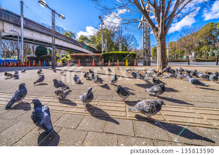 日本東京城市景觀：都丁前站…一群鴿子在曬太陽…即使有人經過也不躲避…= 2026年1月25日 135813590