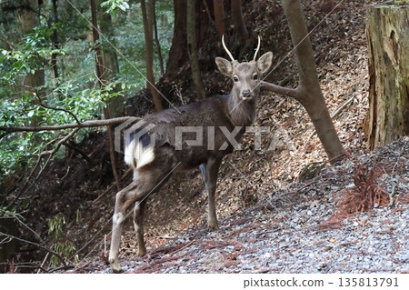 Nara's stags living in the mountains 135813791