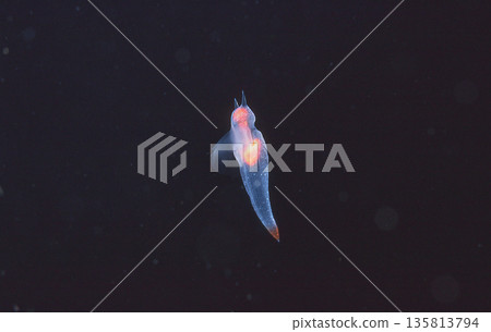 Clione under the drift ice 2 Clione under the drift ice 2 135813794