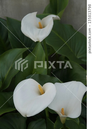Spring April: Pure white calla lilies bloom Spring April: Pure white calla lilies bloom 135813798