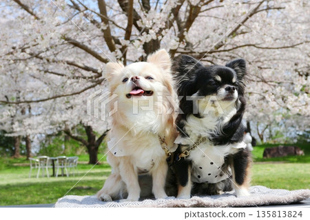 Pink cherry blossoms and two friendly black and white Chihuahuas on a spring walk Pink cherry blossoms and two friendly black and white Chihuahuas on a spring walk 135813824