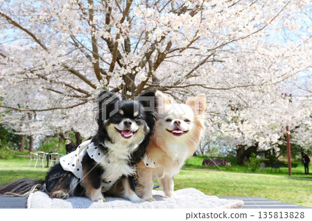 Springtime for two friendly black and white Chihuahuas surrounded by cherry blossoms 135813828