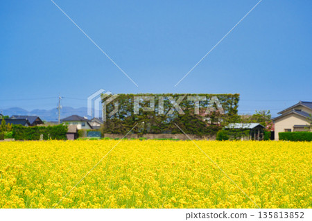 島根縣出雲平原的油菜田和築地鬆樹 島根縣出雲平原的油菜田和築地鬆樹 135813852