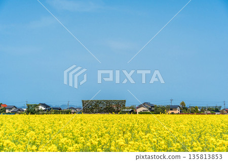 <Shimane Prefecture> Izumo Plain rapeseed fields and Tsukiji pine trees 135813853
