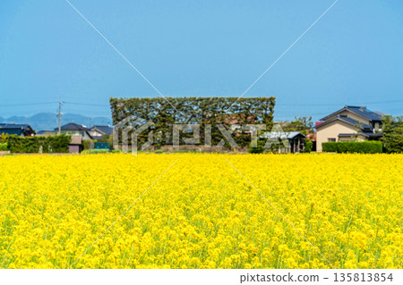 <Shimane Prefecture> Izumo Plain rapeseed fields and Tsukiji pine trees 135813854