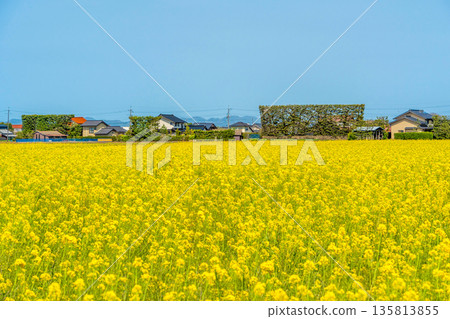 <Shimane Prefecture> Izumo Plain rapeseed fields and Tsukiji pine trees <Shimane Prefecture> Izumo Plain rapeseed fields and Tsukiji pine trees 135813855