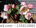 盆栽粉紅聖誕玫瑰 135813884