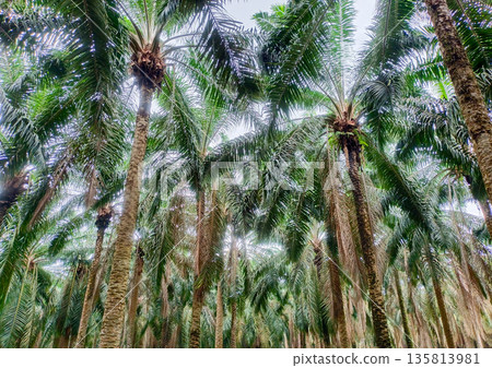 Looking Up at Oil Palm Trees Canopy in Tropical Plantation 135813981
