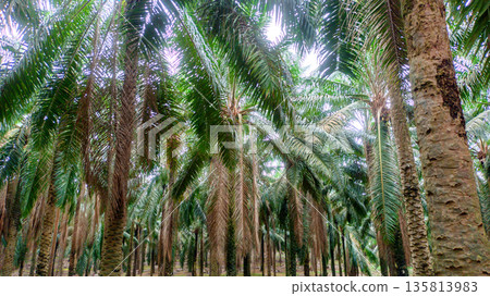 Dense Oil Palm Tree Fronds and Trunks in Agricultural Estate Dense Oil Palm Tree Fronds and Trunks in Agricultural Estate 135813983