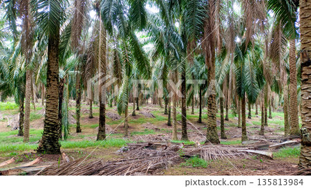Wide Angle View of Oil Palm Plantation with Harvested Fronds Wide Angle View of Oil Palm Plantation with Harvested Fronds 135813984