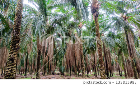 Tropical Oil Palm Plantation Landscape with Tall Mature Trees Tropical Oil Palm Plantation Landscape with Tall Mature Trees 135813985