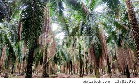 Detailed View of Oil Palm Trunks and Fronds in Sustainable Estate 135813986