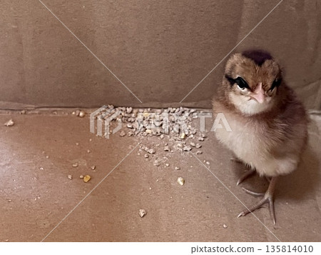 Cute two-day-old chicks in a cardboard box Cute two-day-old chicks in a cardboard box 135814010