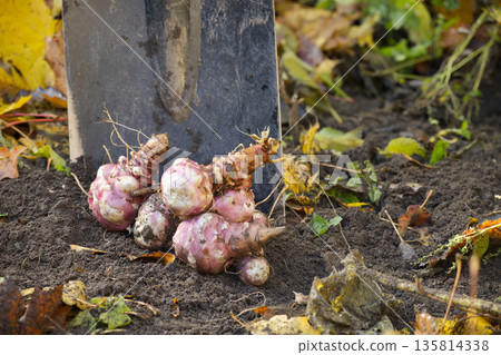 Harvested Purple Jerusalem Artichokes Piled By Shovel In Garden Soil Harvested Purple Jerusalem Artichokes Piled By Shovel In Garden Soil 135814338
