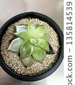 A vibrant rosette of succulents in a simple pot 135814539