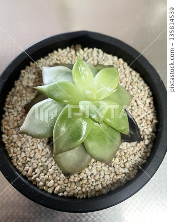 一盆樸素的盆栽裡,簇擁著生氣勃勃的多肉植物。 一盆樸素的盆栽裡,簇擁著生氣勃勃的多肉植物。 135814539
