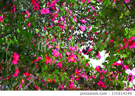 山茶花 山茶花 135814540