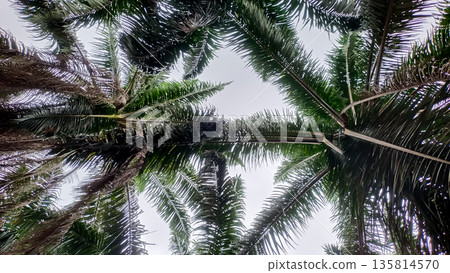 Low Angle View of Lush Green Oil Palm Tree Canopy and Fronds against Bright Sky in Plantation Low Angle View of Lush Green Oil Palm Tree Canopy and Fronds against Bright Sky in Plantation 135814570