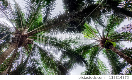 Symmetric Canopy of Oil Palm Trees Fronds Low Angle Perspective in Tropical Fores 135814573