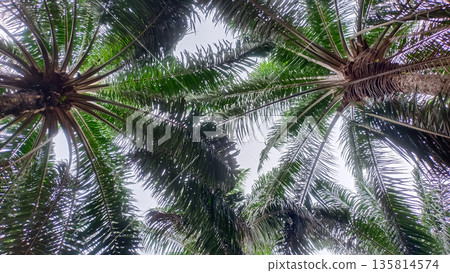 Dense Oil Palm Leaf Canopy Background Looking Up from Ground Level 135814574