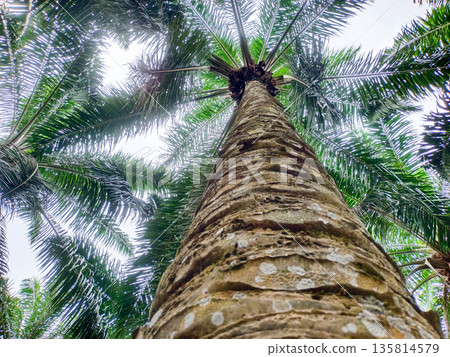 Detailed View of Oil Palm Tree Trunk and Canopy Looking Straight Up Detailed View of Oil Palm Tree Trunk and Canopy Looking Straight Up 135814579