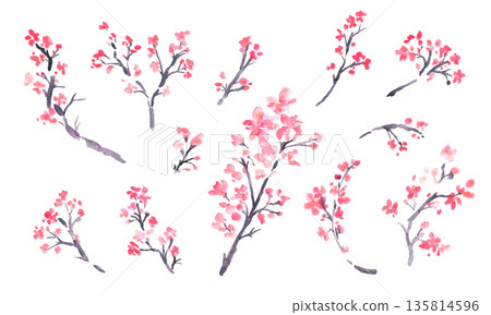 水彩畫。日式櫻花插畫，以水彩筆觸繪製。梅花矢量圖。 135814596