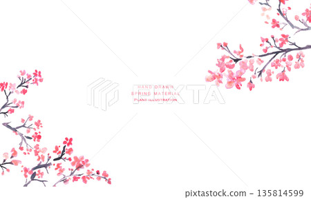 水彩畫。日式櫻花插畫，以水彩筆觸繪製。梅花矢量圖。 135814599